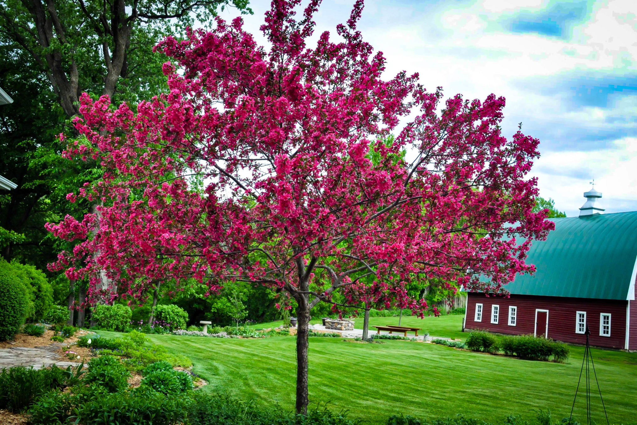 Buy Prairie Fire Crab Apple Trees Online | The Tree Center