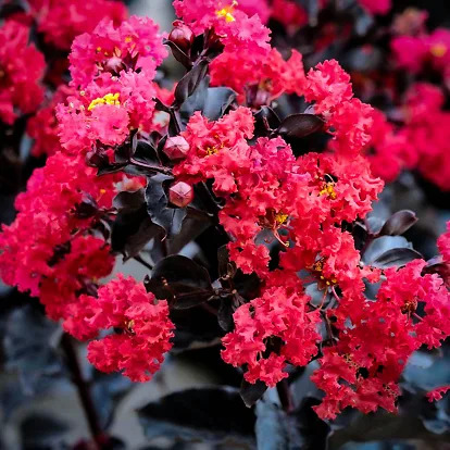 Crimson Red Black Diamond® Crape Myrtles For Sale | The Tree Center