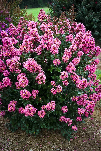 Coral Magic Crape Myrtles For Sale | The Tree Center