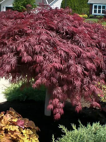 japanese red maple bush