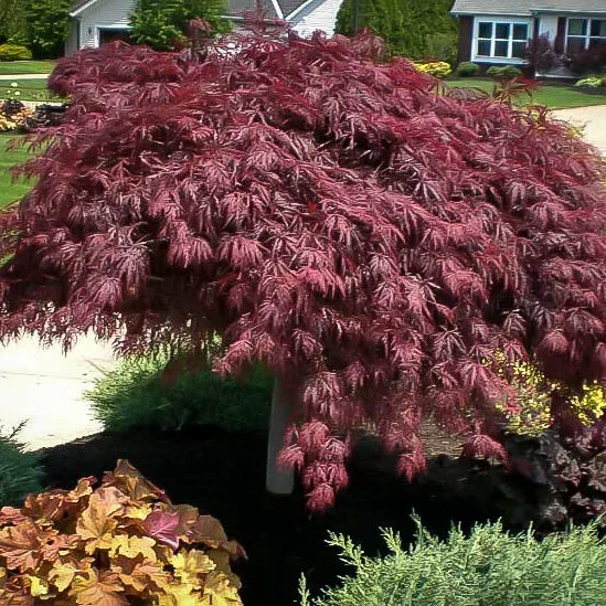 Crimson Queen Japanese Maple For Sale | The Tree Center