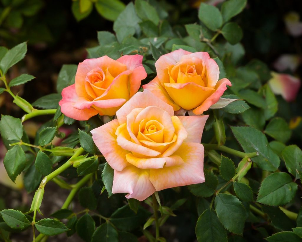 Cutie Pie Miniature Rose Tree For Sale Online | The Tree Center