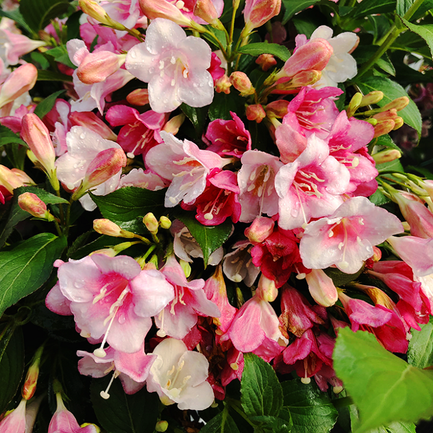 Czechmark Trilogy® Weigela For Sale Online | The Tree Center