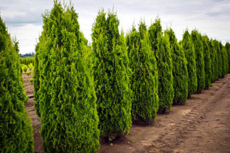 DeGroots Spire Arborvitae | The Tree Center