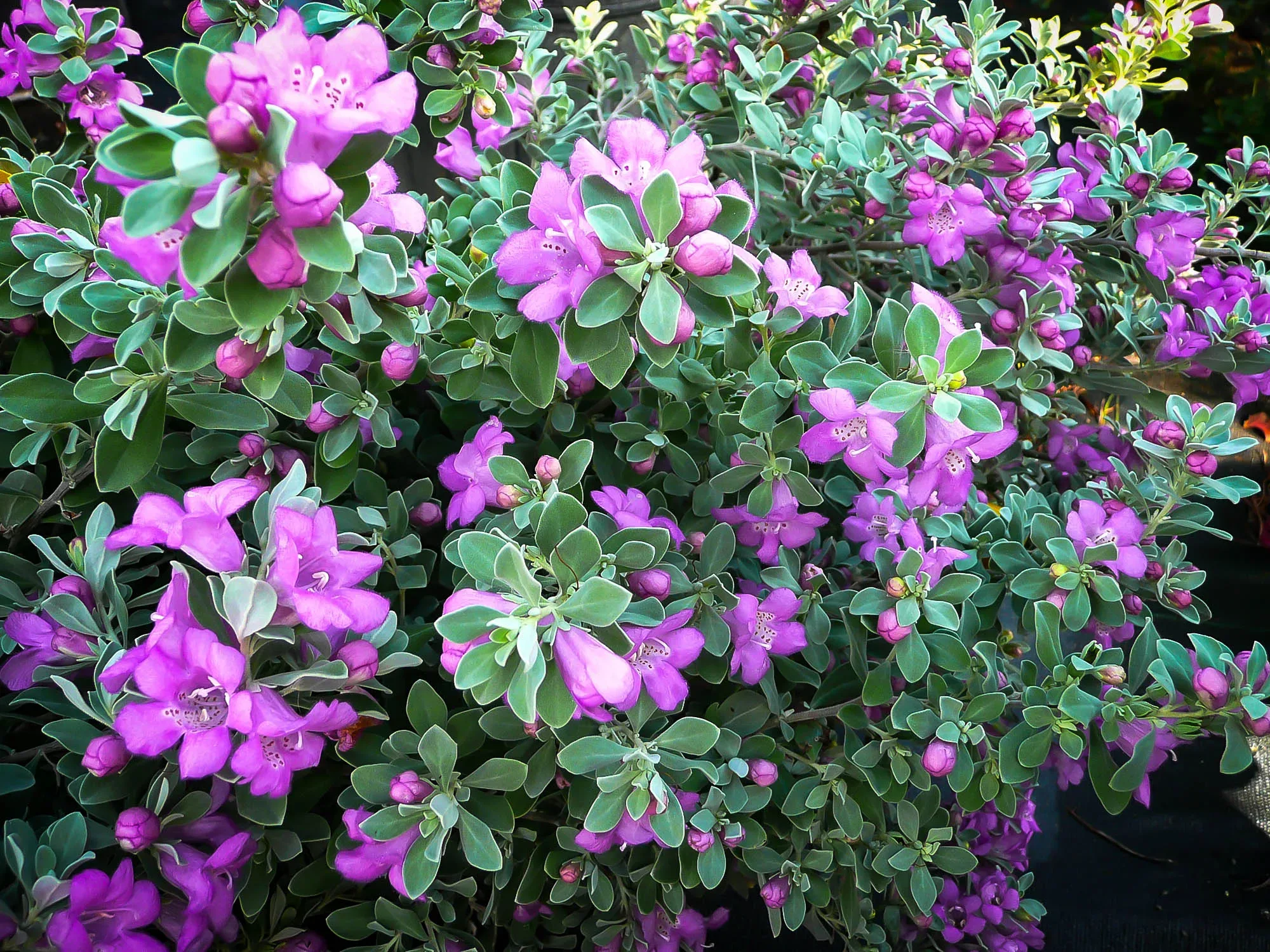 Desperado® Texas Sage Plants For Sale | The Tree Center