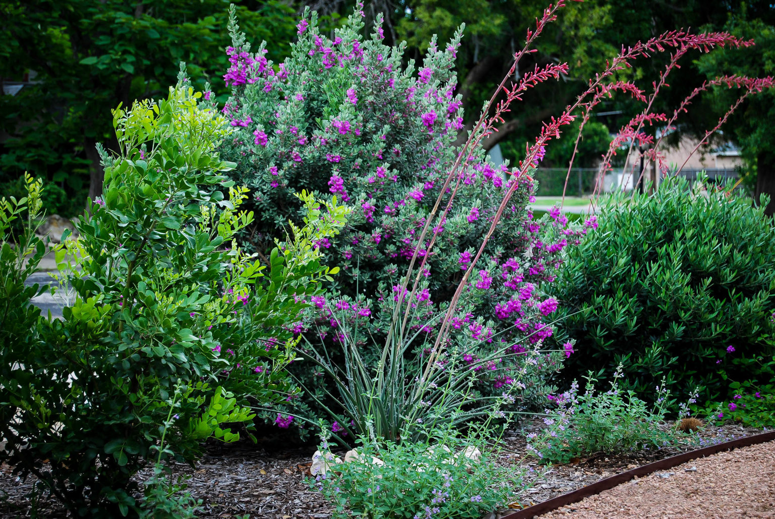 Silver sage plant texas