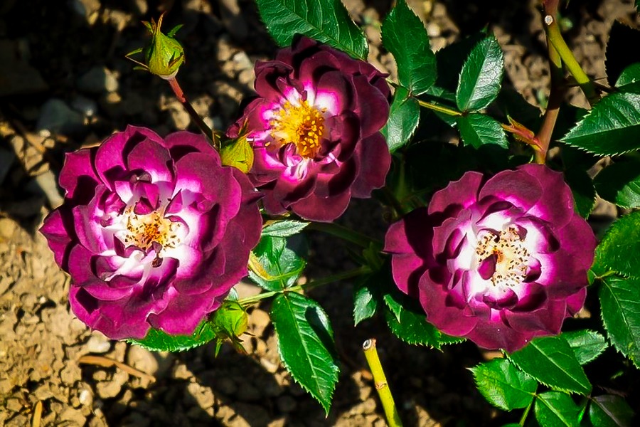 Diamond Eyes Miniature Rose Trees For Sale Online | The Tree Center