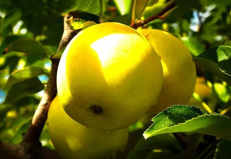 https://www.thetreecenter.com/c/uploads/dorsett-golden-apple-tree-1-jpg-webp.webp