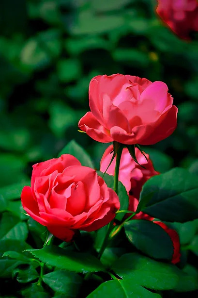 Double Red Oso Easy Landscape Rose Shrubs For Sale Online | The Tree Center