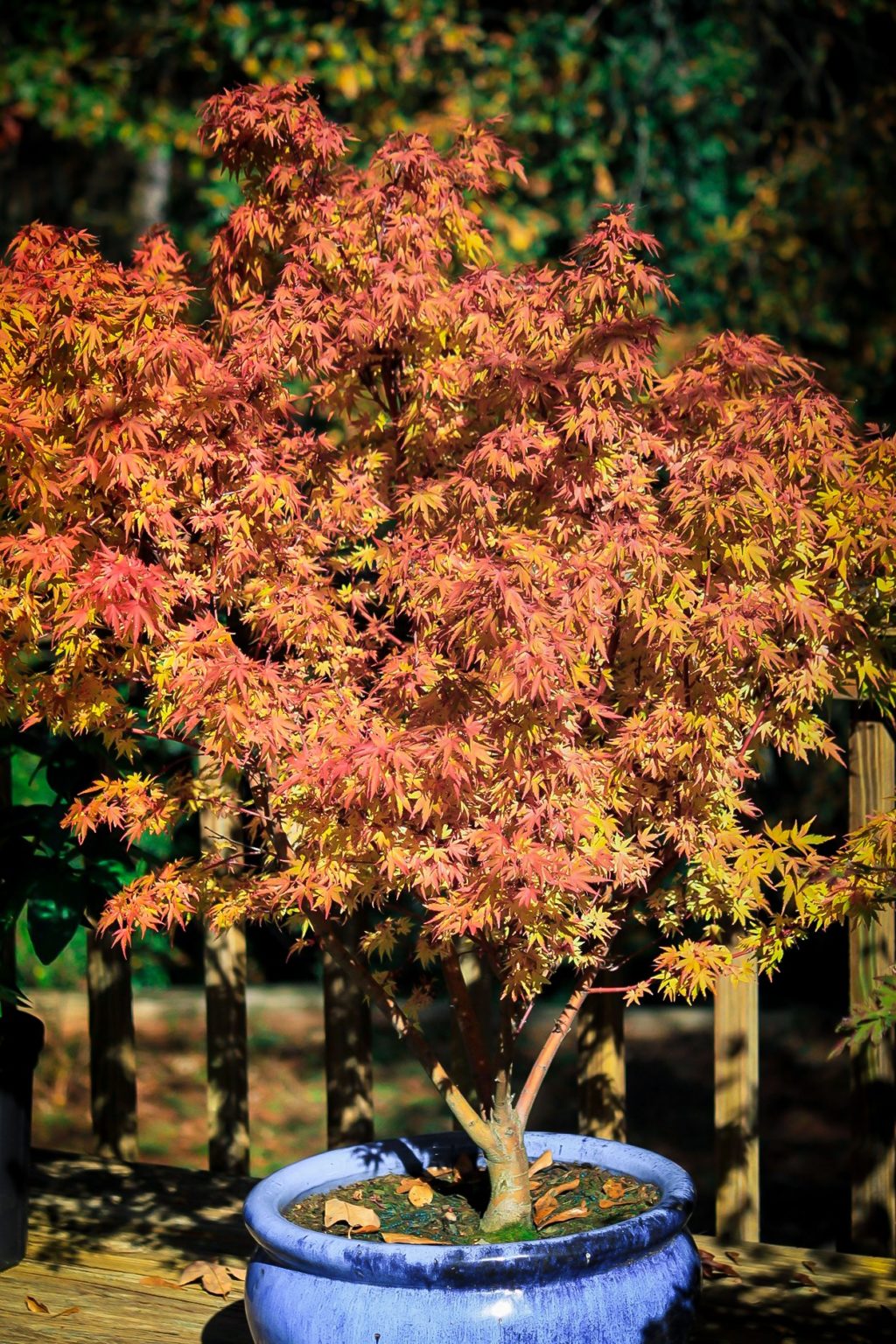 Dwarf Coral-Bark Japanese Maples For Sale Online | The Tree Center