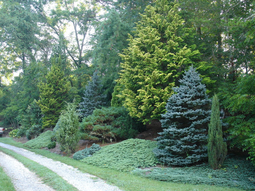 7 Great Evergreens For Winter Interest The Tree Center™ 5322