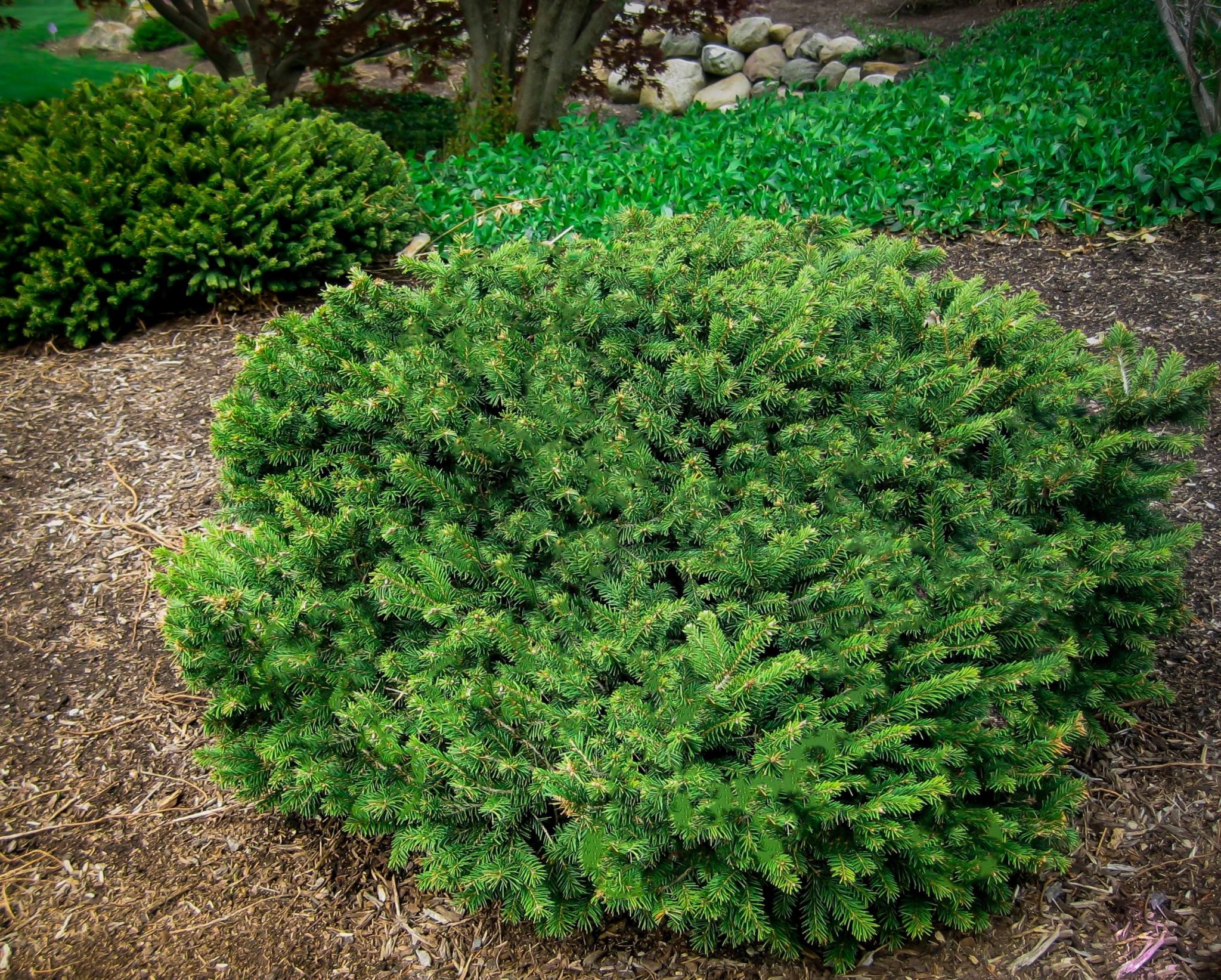 Dwarf Norway Spruce Trees For Sale Online | The Tree Center