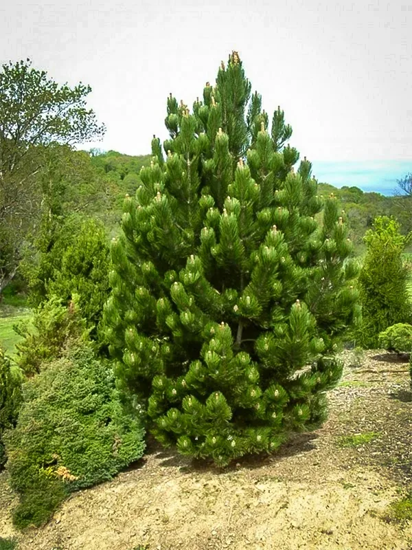 Eastern White Pine Trees for Sale - Buying & Growing Guide 