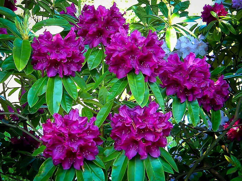 Purple Rhododendron 'Edith Bosley' For Sale | The Tree Center