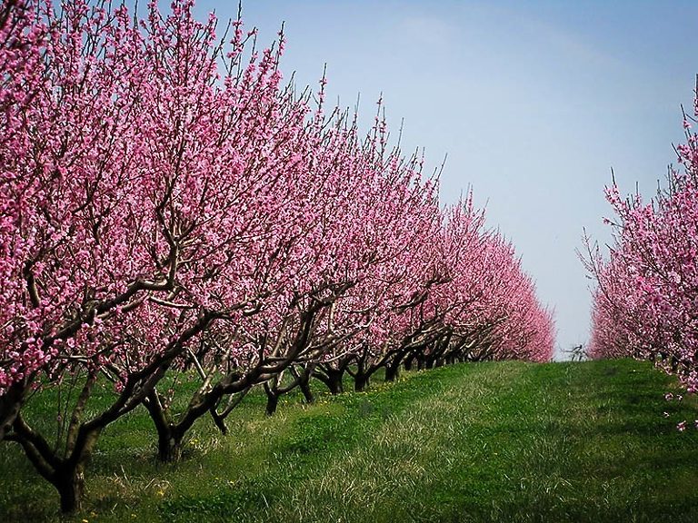 Elberta Peach Tree For Sale Online | The Tree Center