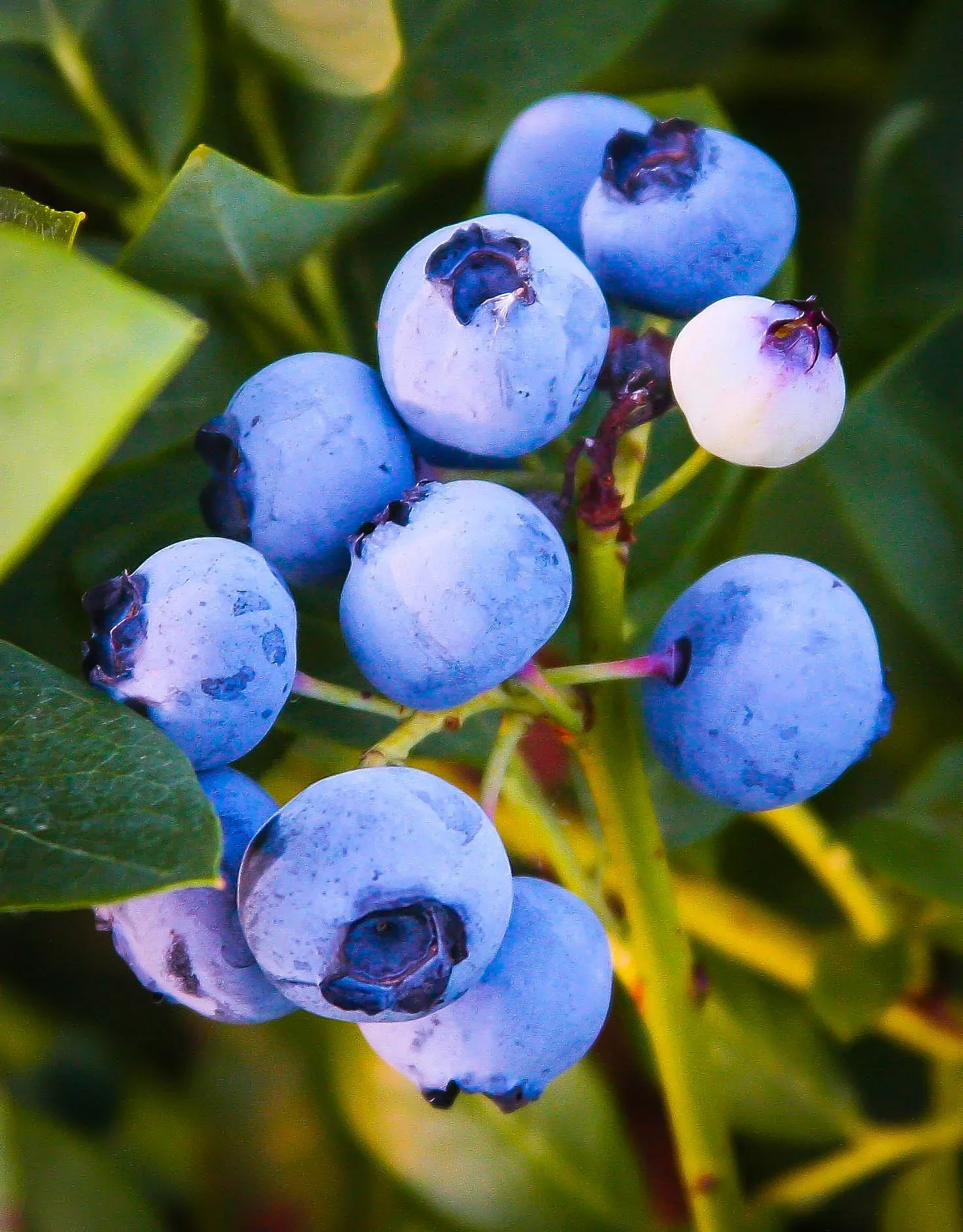 Powder Blue Blueberry