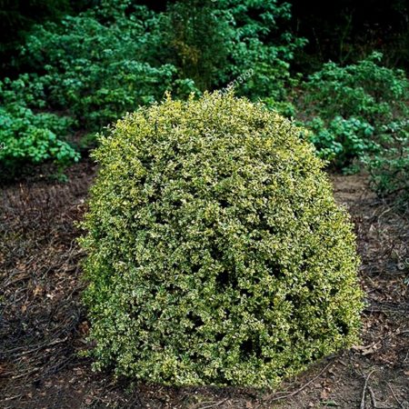 Emerald Moon Boxwood Shrubs For Sale Online | The Tree Center