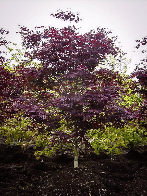 Japanese Maple Trees | Buy Japanese Maple Trees | The Tree Center