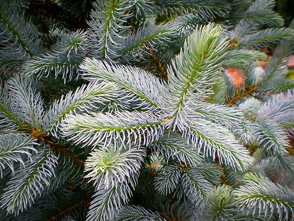 Colorado Blue Spruce For Sale Online | The Tree Center