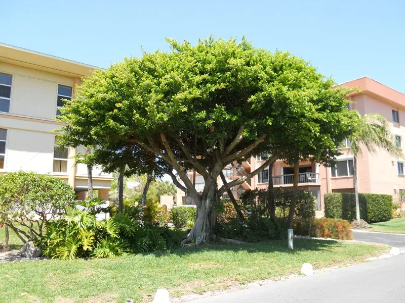 outdoor ficus tree