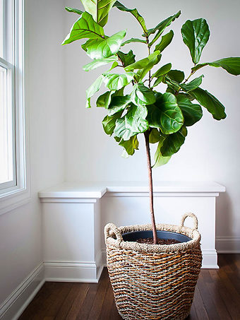 Long Leaf Ficus Trees For Sale Online | The Tree Center