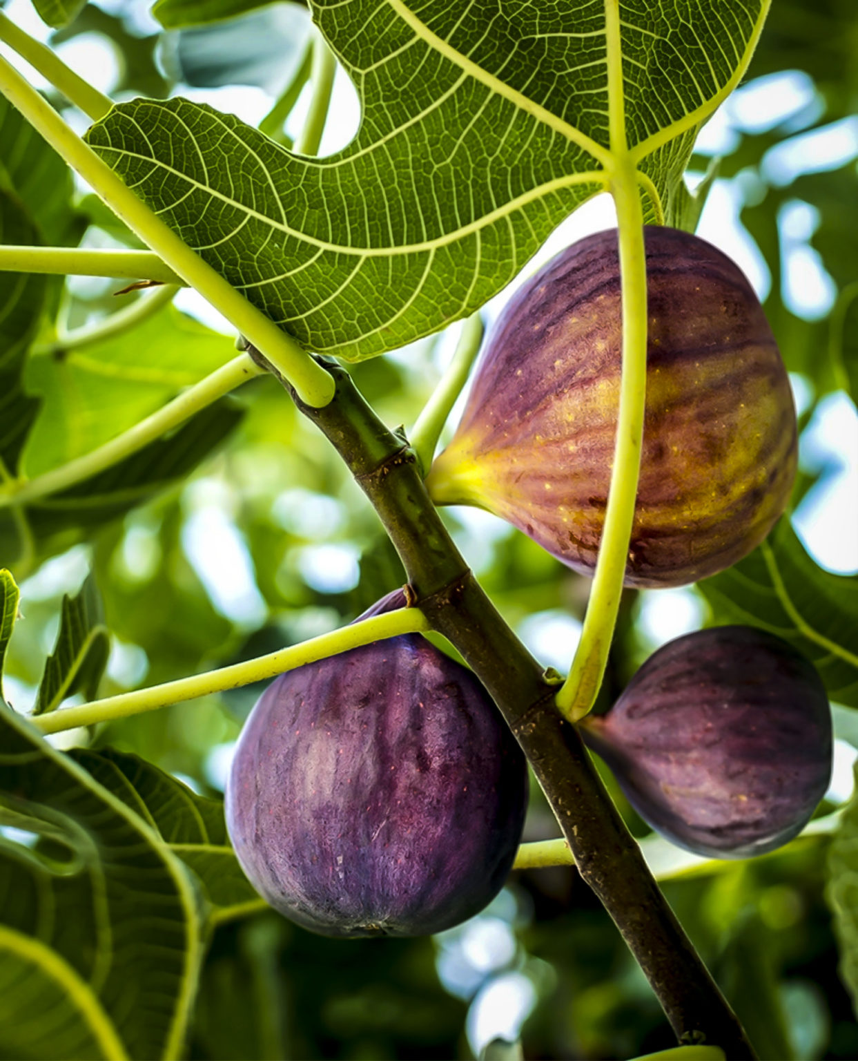 Black Mission Fig Trees For Sale The Tree Center