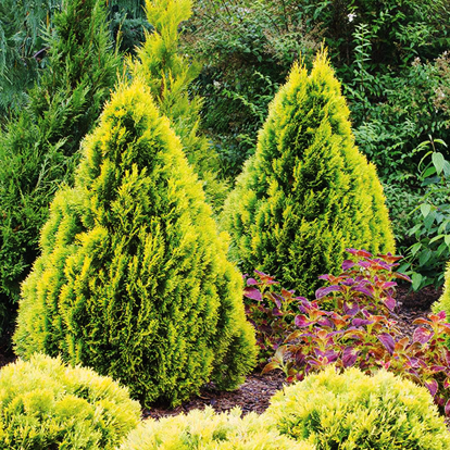 Filips Magic Moment Arborvitae For Sale | The Tree Center