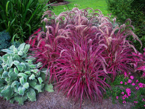 Fireworks Fountain Grass For Sale | The Tree Center