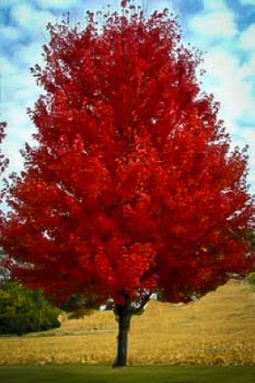 Flame Amur Maple For Sale Online | The Tree Center