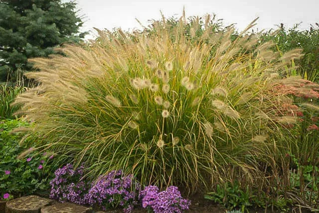 Fountain Grass For Sale Online | The Tree Center