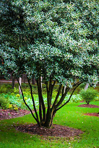 fragrant osmanthus tree hedge shrub fragrans