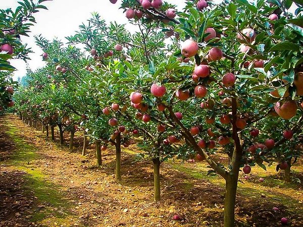 Gala Apple Tree (Dwarf) - Grow Organic