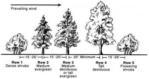 Creating A Windbreak With Trees | The Tree Center