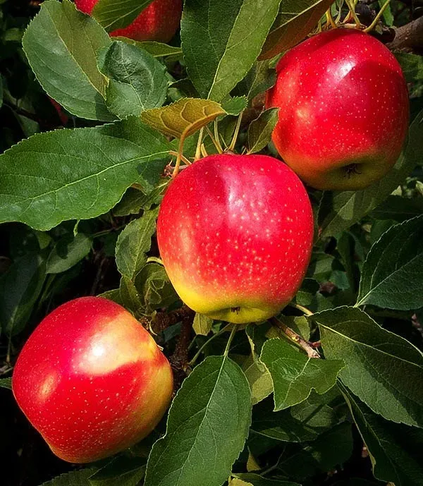 When the Gala apples are ripe, you know summer is almost over