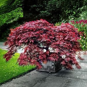 Garnet Japanese Maple For Sale Online | The Tree Center