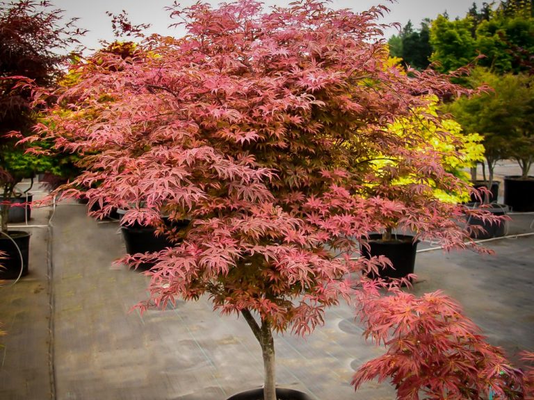 Geisha Gone Wild Japanese Maple Trees For Sale Online | The Tree Center