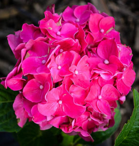 Glowing Embers Hydrangeas For Sale Online | The Tree Center