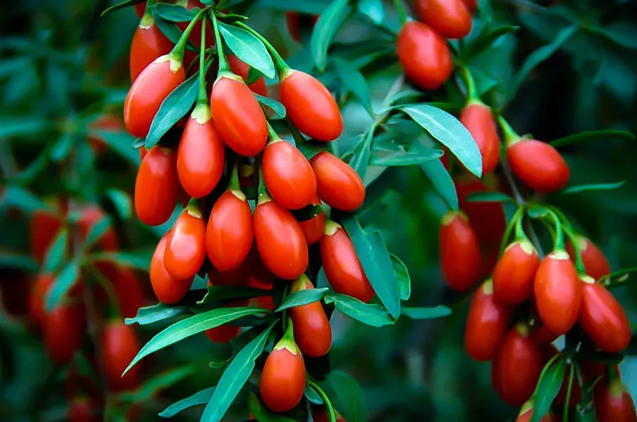 Tree Plant For Center Sale Goji The | Berry