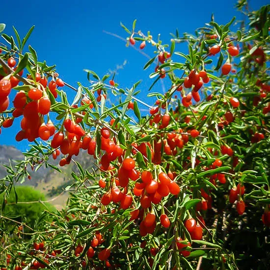 Goji Berry Plant For Sale | The Tree Center