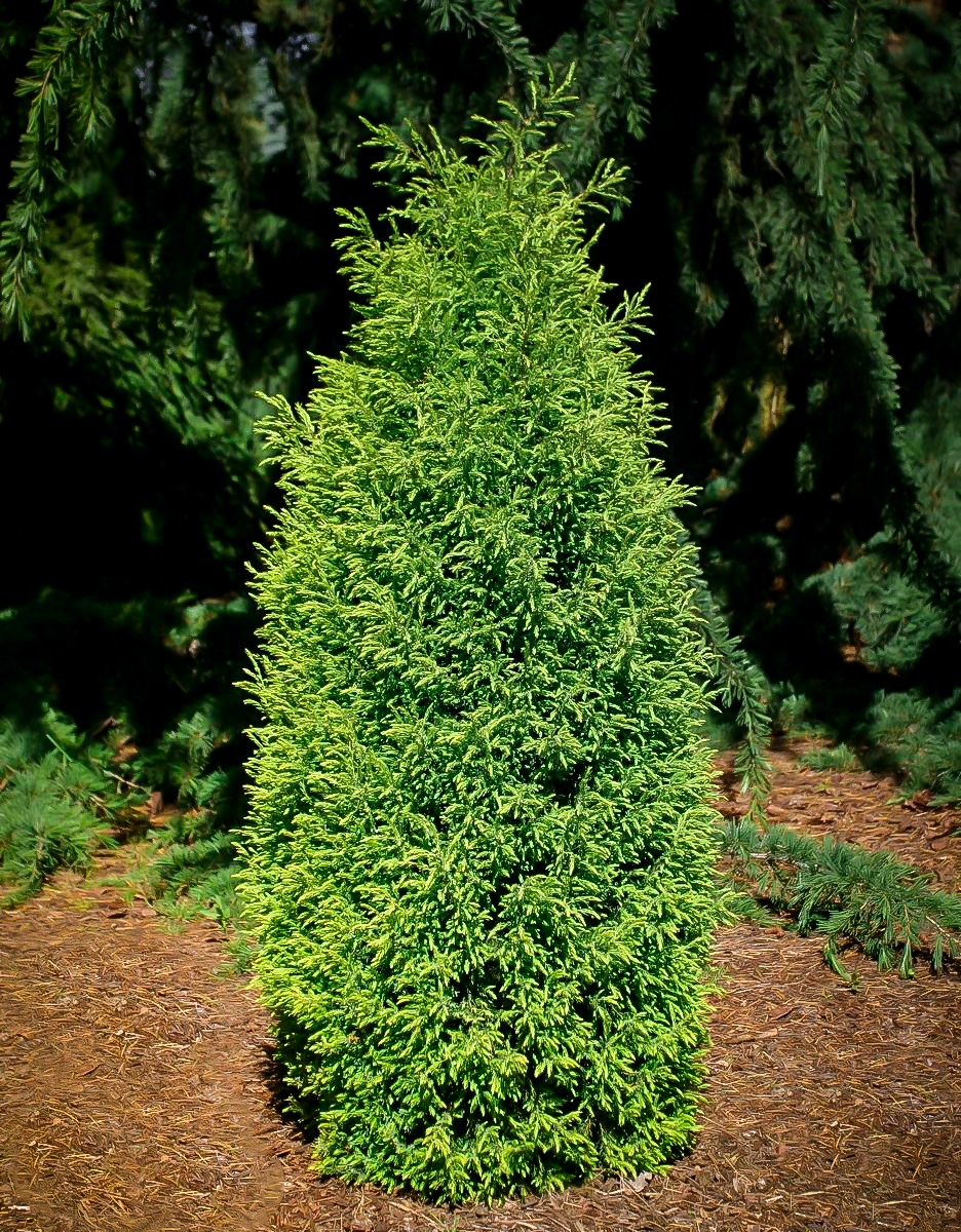 Gold Cone Juniper Tree For Sale Online | The Tree Center