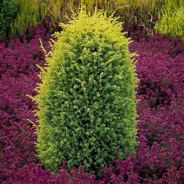 Gold Cone Juniper Tree For Sale Online | The Tree Center