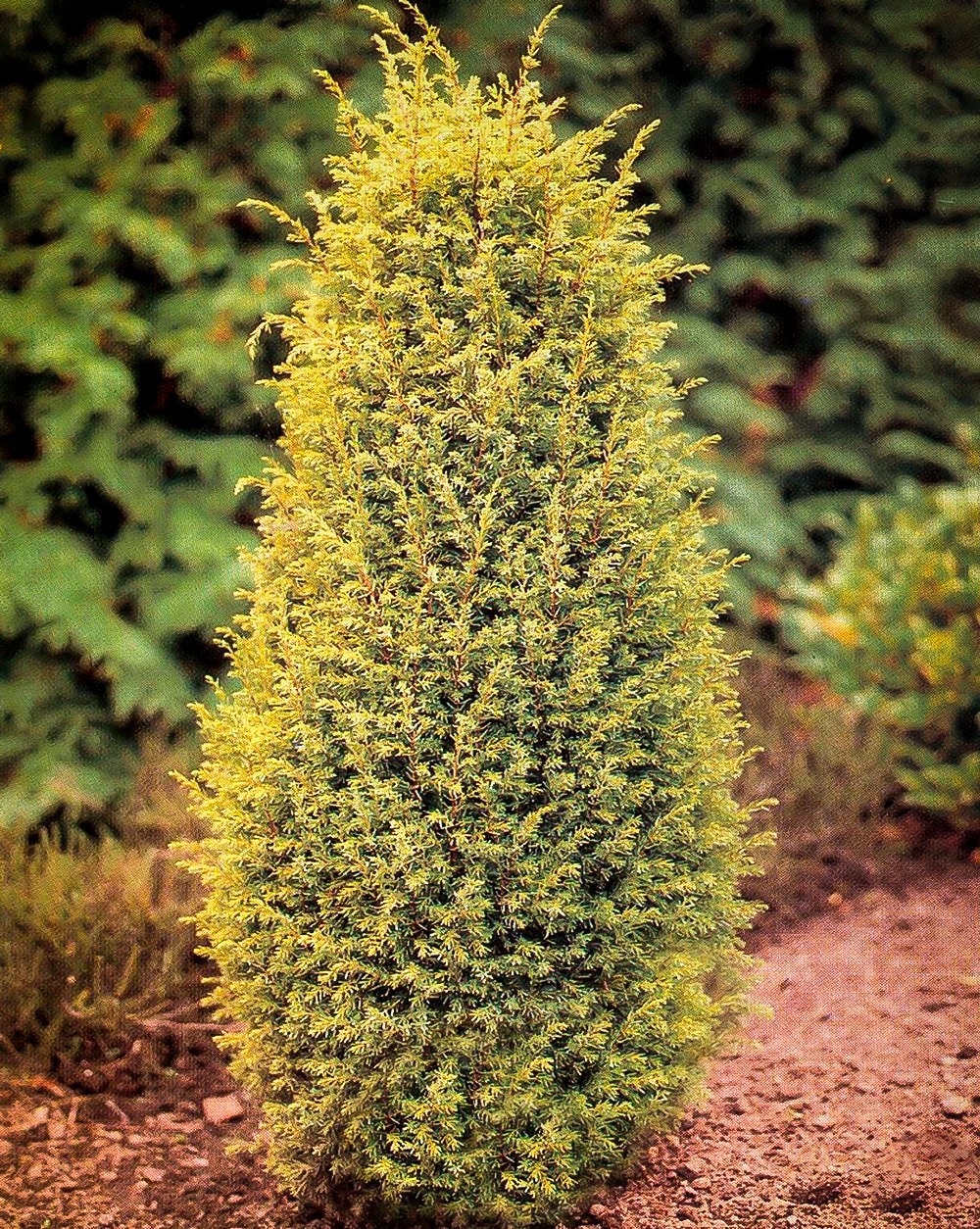 gold cone juniper