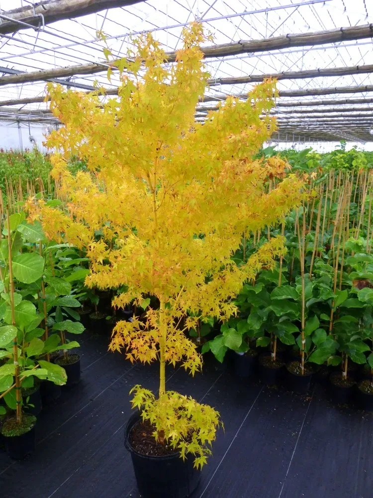 Buy-Acer palmatum 'Gold Digger' Yellow Coral Bark Japanese Maple — Mr Maple  │ Buy Japanese Maple Trees