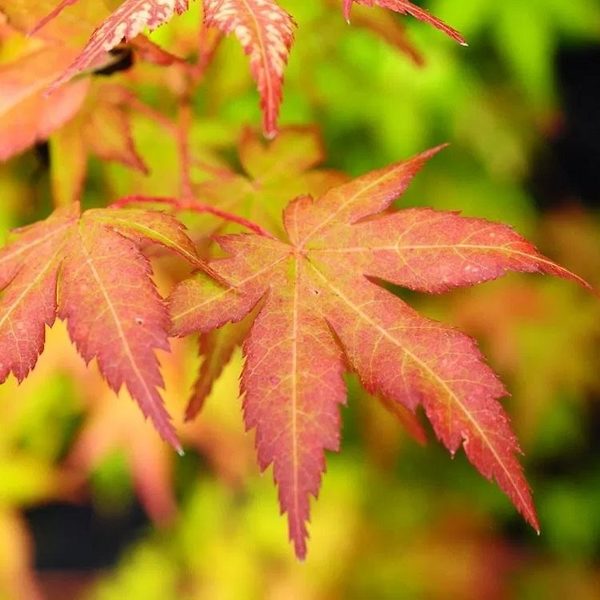 Buy-Acer palmatum 'Gold Digger' Yellow Coral Bark Japanese Maple — Mr Maple  │ Buy Japanese Maple Trees