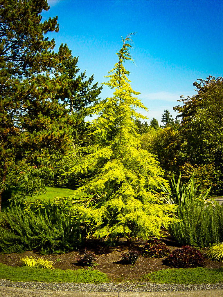 Golden Deodar Cedar Trees For Sale The Tree Center