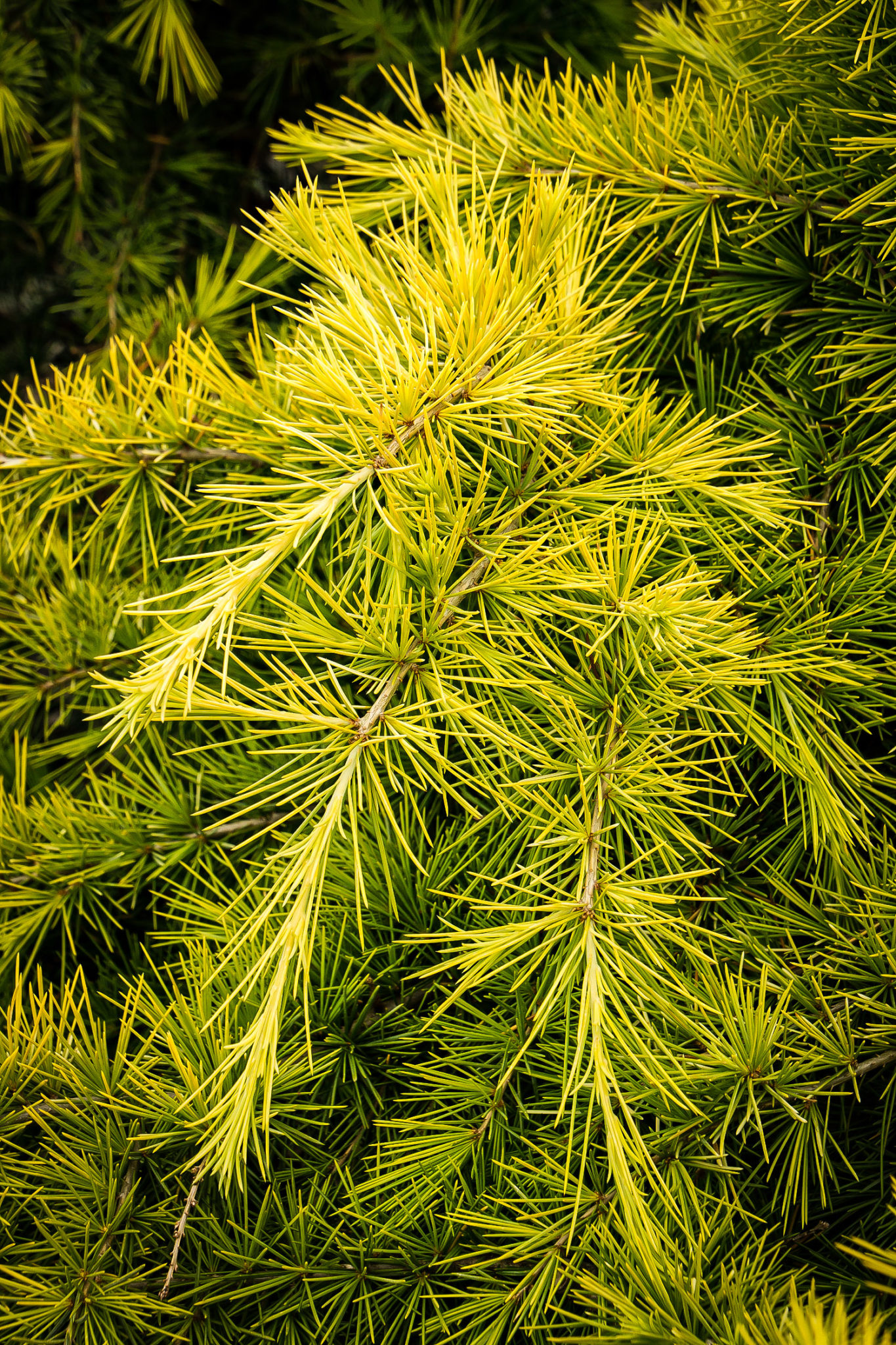 Golden Deodar Cedar Trees For Sale | The Tree Center