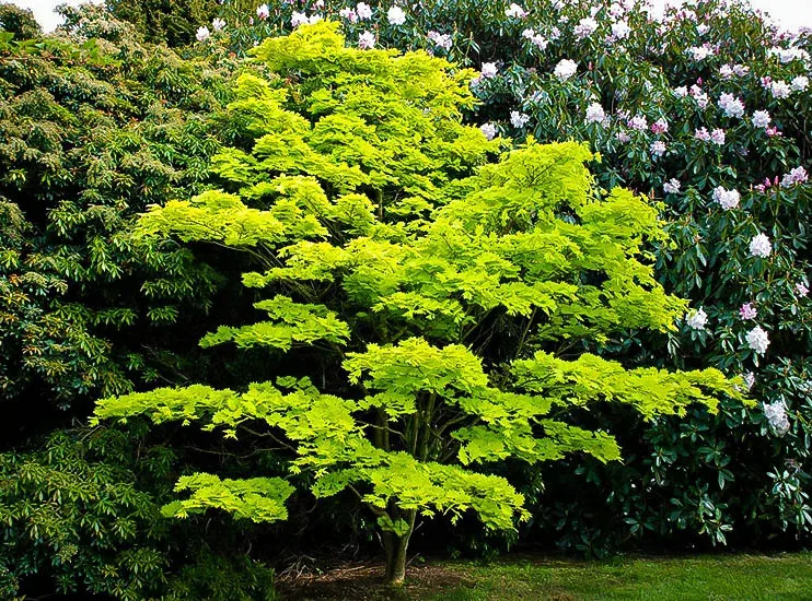 Golden Full Moon Japanese Maple Trees For Sale | The Tree Center