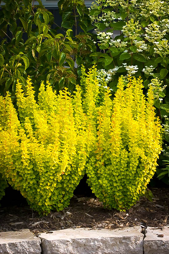 Image of Golden rocket barberry flower