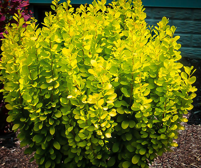 Golden Rocket Barberry Shrubs For Sale The Tree Center