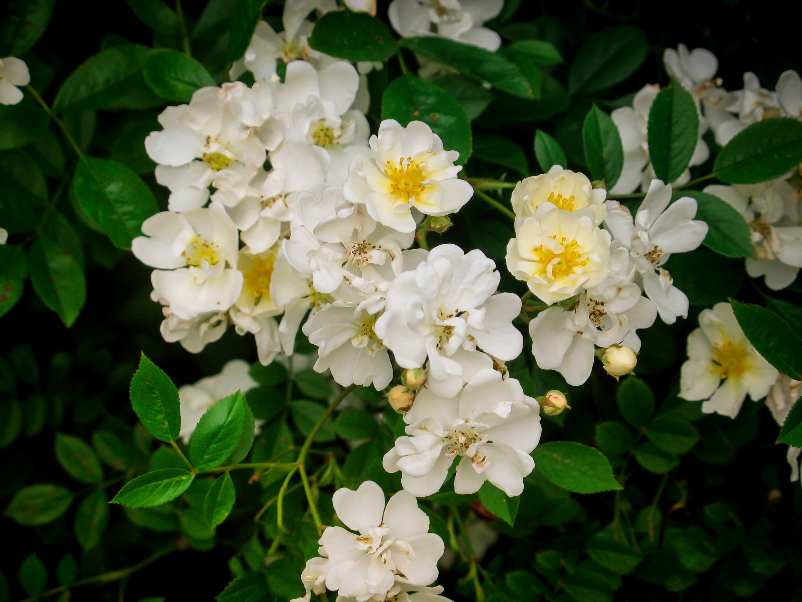 Gourmet Popcorn Miniature Rose Trees For Sale Online | The Tree Center